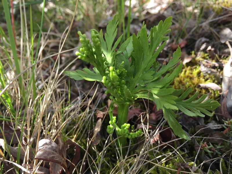 Lanceleaf Grapefern photo 2