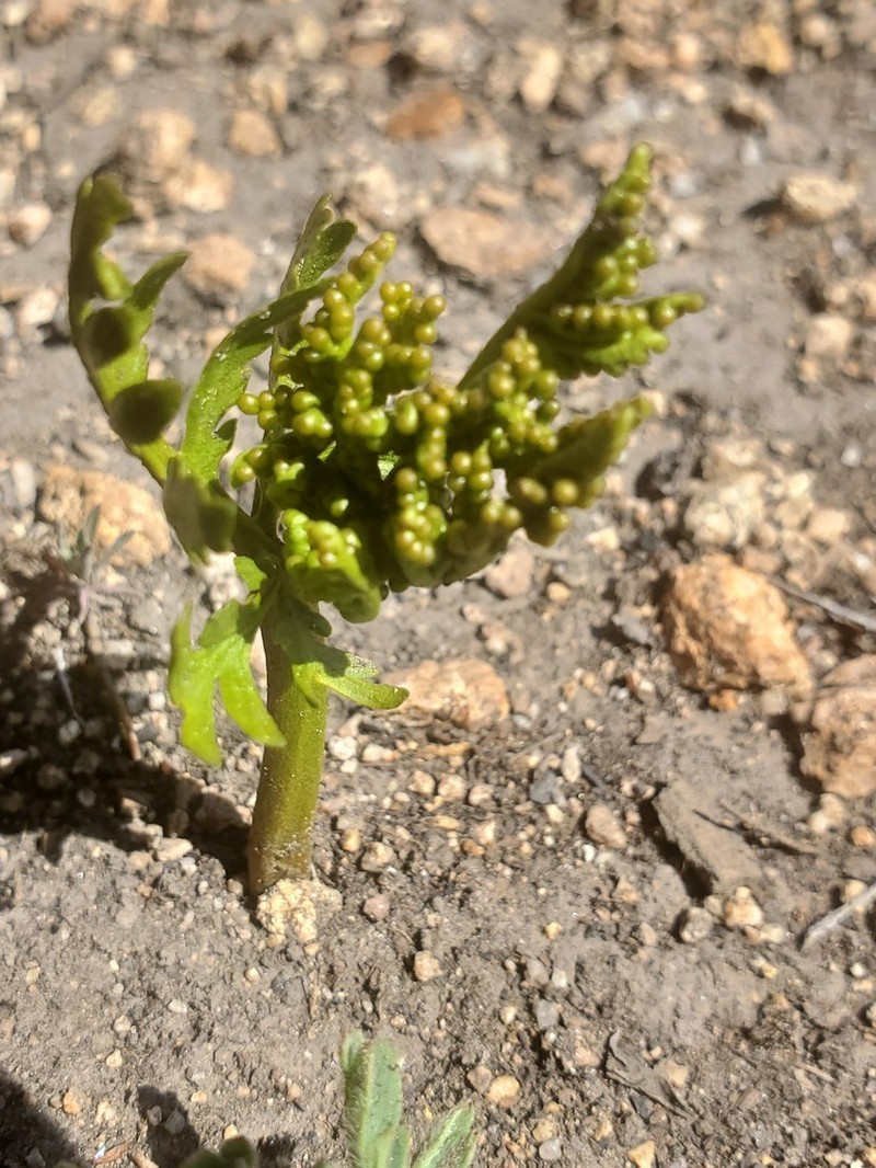 Lanceleaf Grapefern photo 3