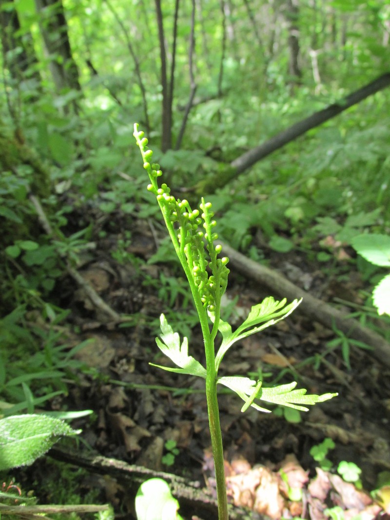 Lanceleaf Grapefern photo 4