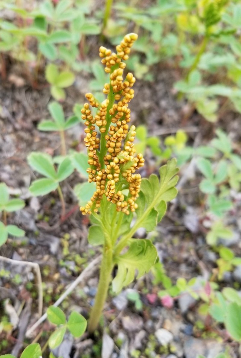 Lanceleaf Grapefern photo 5