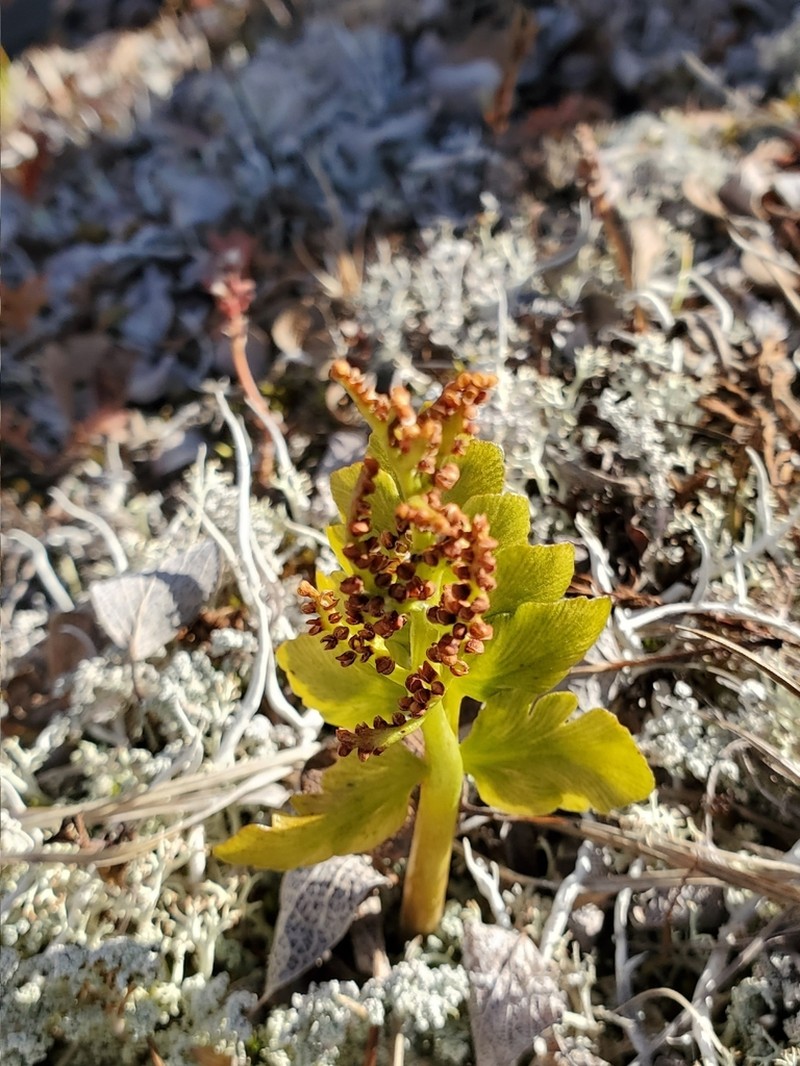 Lanceleaf Grapefern photo 6