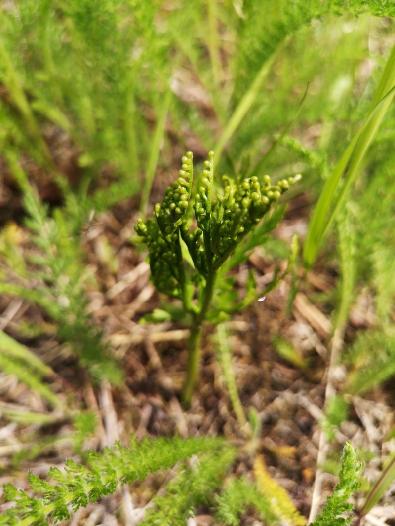 Lanceleaf Grapefern photo 7