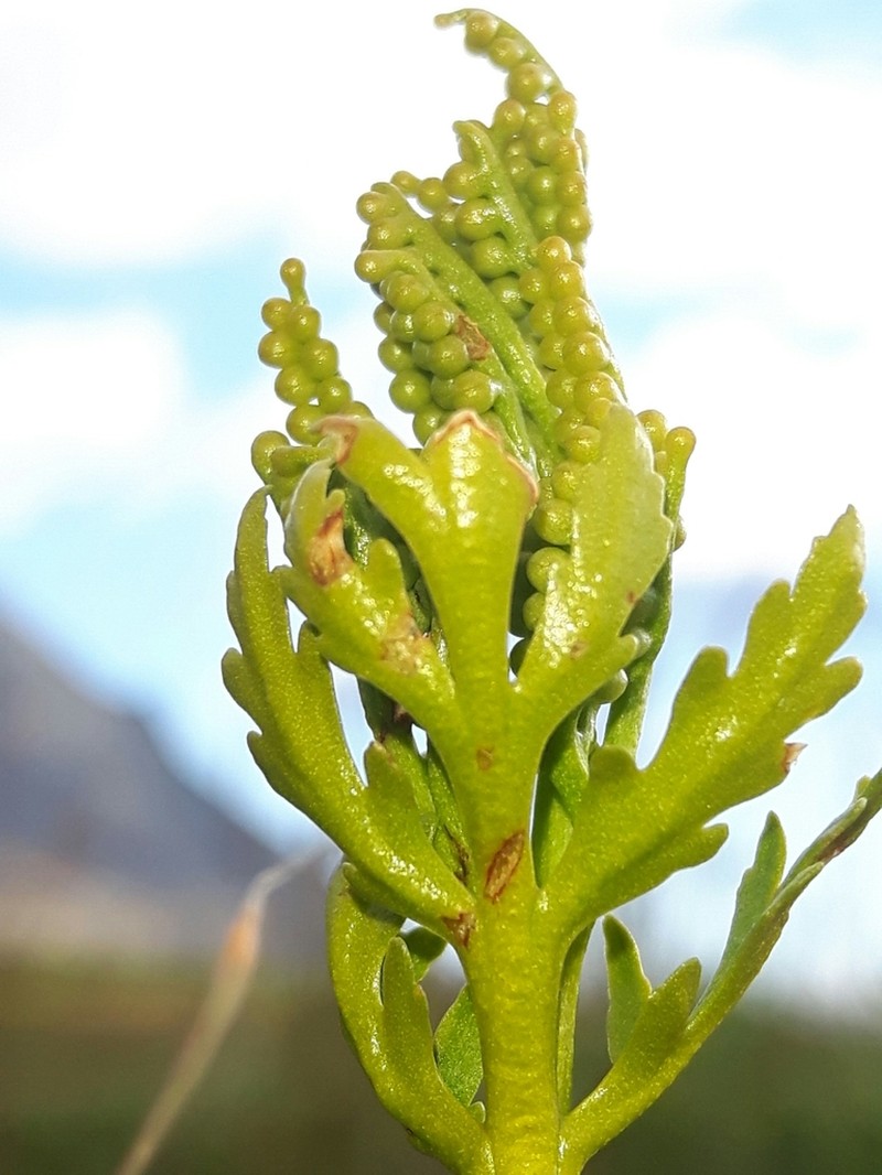 Lanceleaf Grapefern photo 8