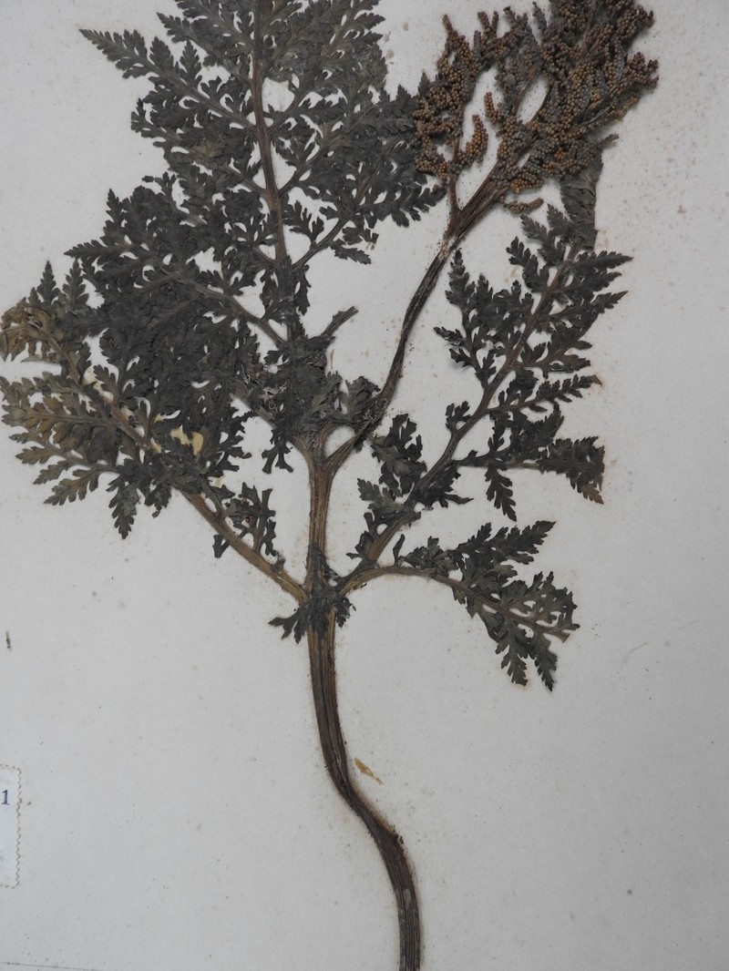 Botrychium lanuginosum