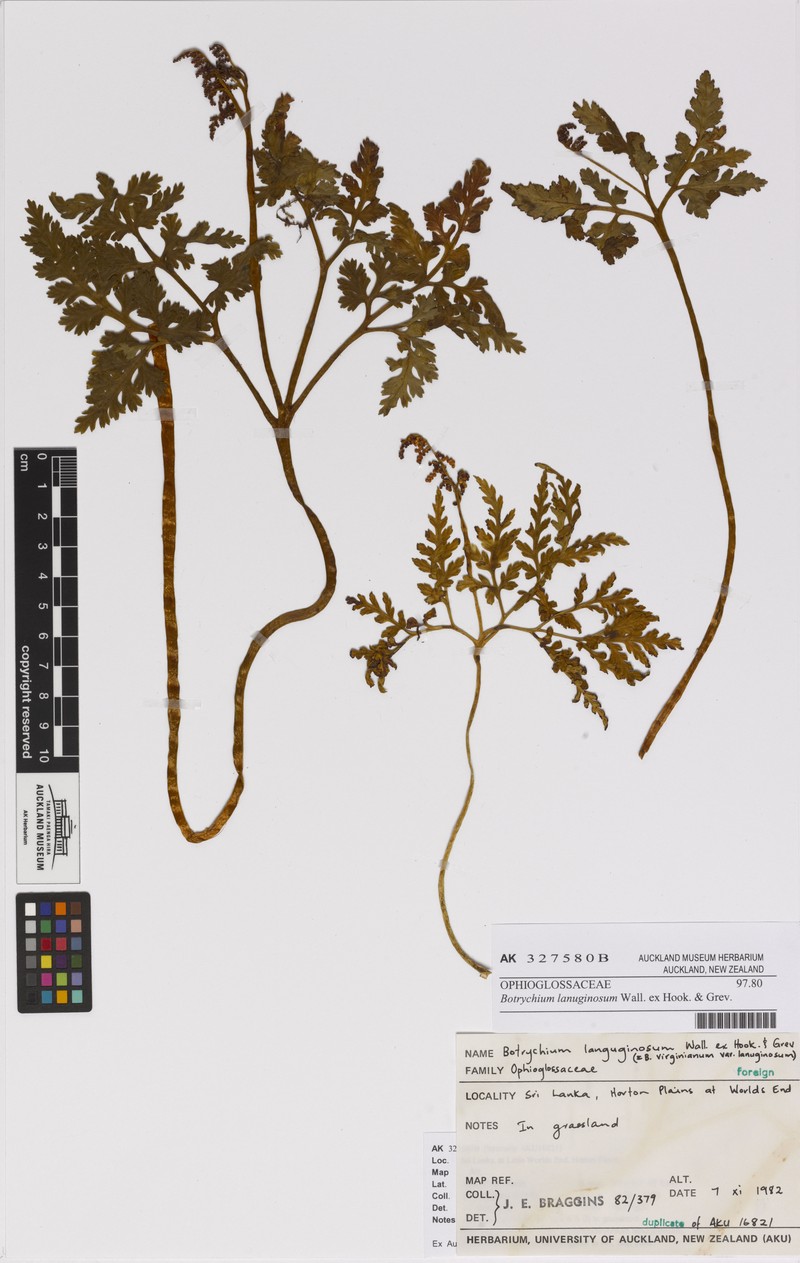 Botrychium lanuginosum photo 2