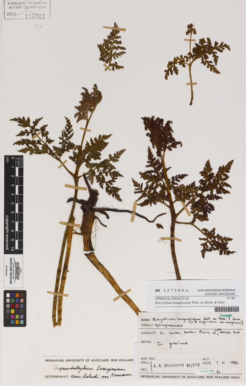Botrychium lanuginosum photo 3