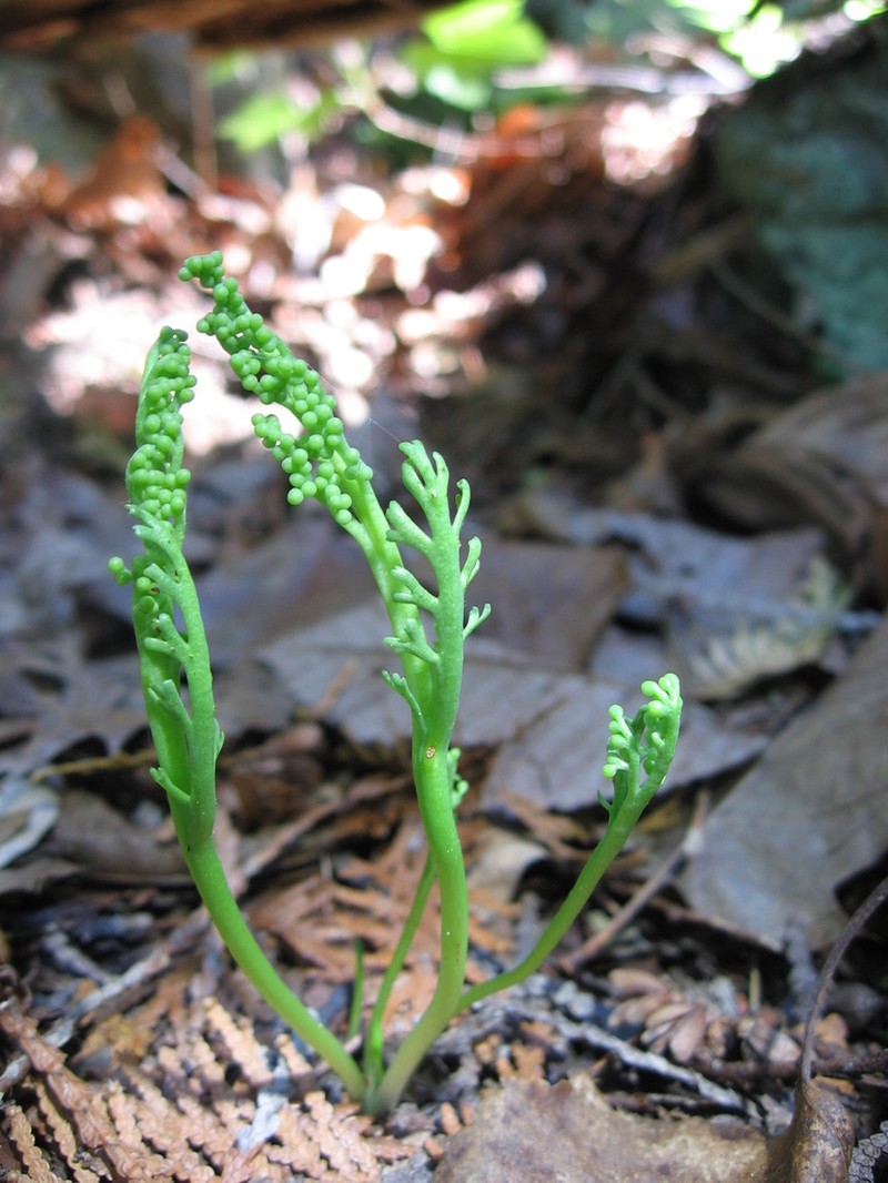Narrowleaf Grapefern