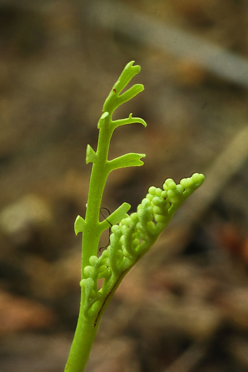 Narrowleaf Grapefern photo 2