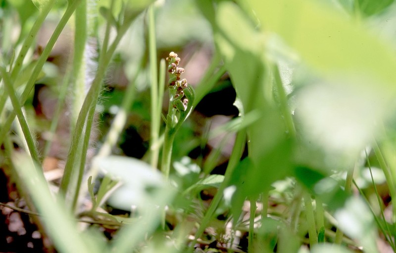 Narrowleaf Grapefern photo 3