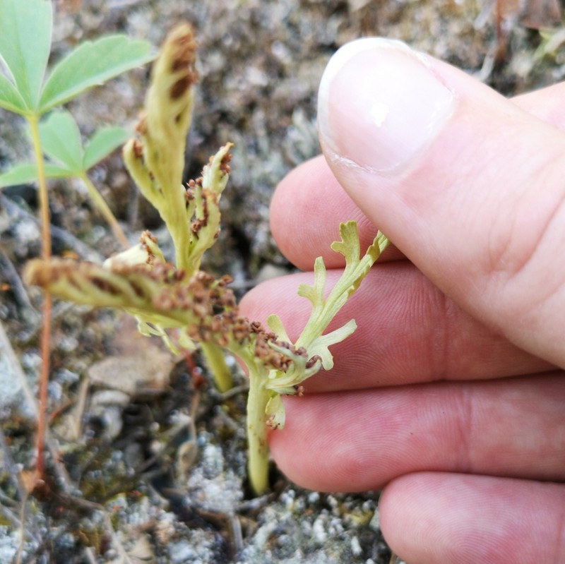 Narrowleaf Grapefern photo 4