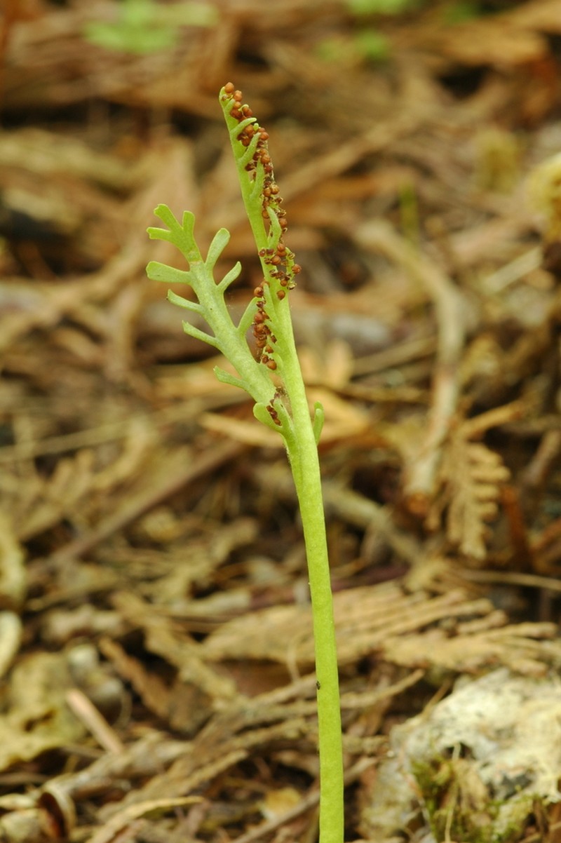 Narrowleaf Grapefern photo 5