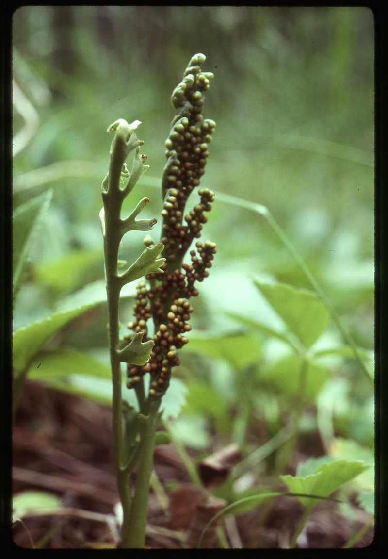 Narrowleaf Grapefern photo 6