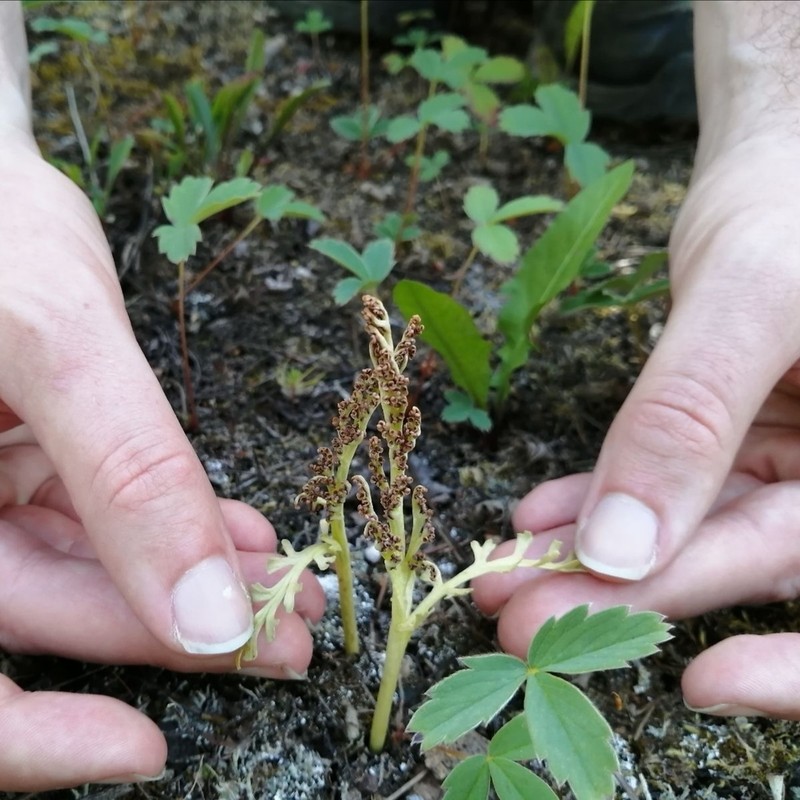 Narrowleaf Grapefern photo 7
