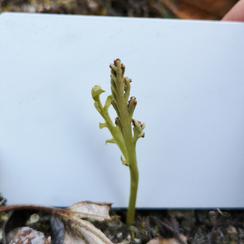 Narrowleaf Grapefern photo 8