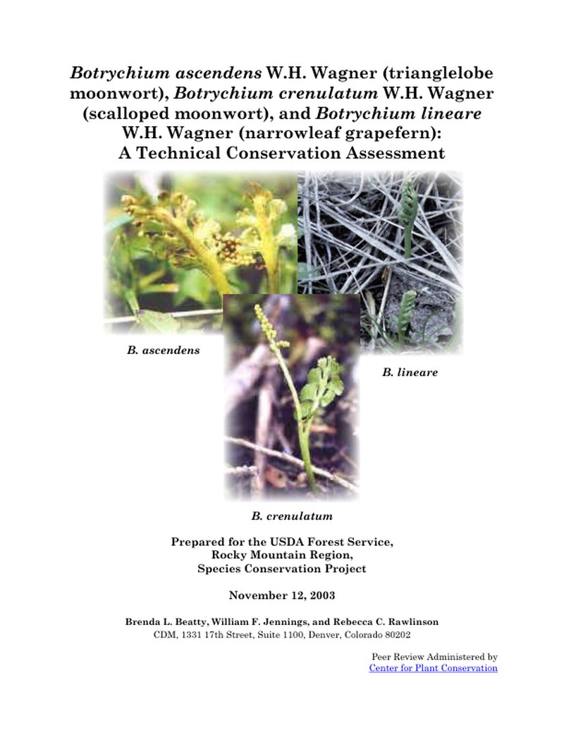 Narrowleaf Grapefern