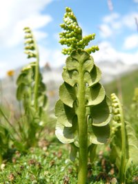 Common Moonwort