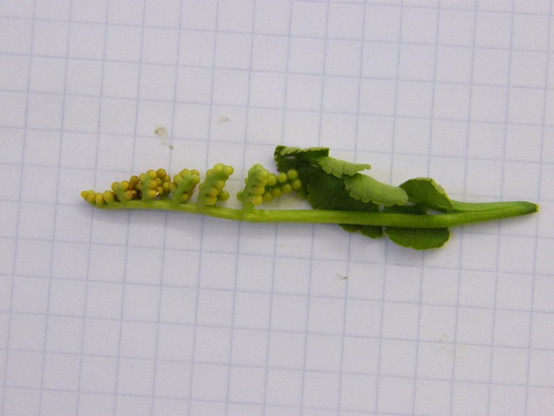 Common Moonwort photo 2
