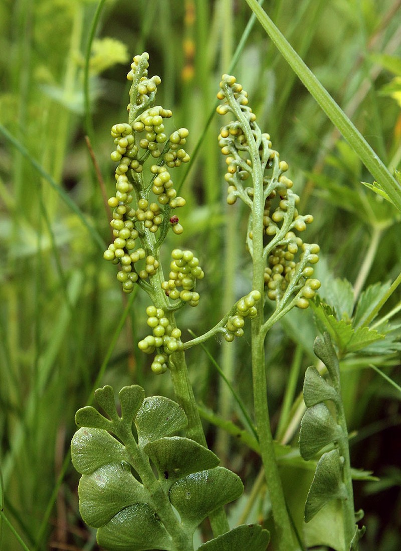 Common Moonwort photo 3
