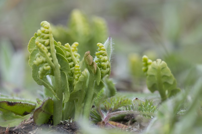 Common Moonwort photo 4