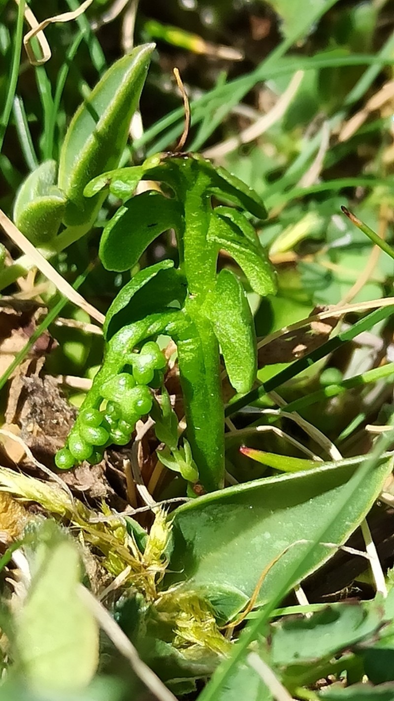 Common Moonwort photo 5