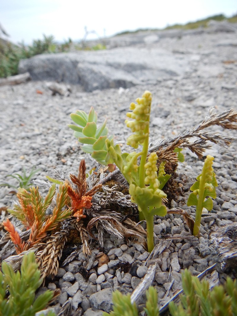 Common Moonwort photo 6