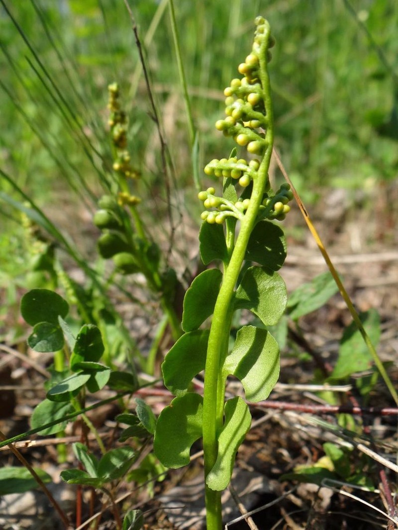 Common Moonwort photo 7