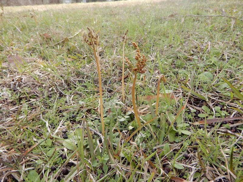 Winter Grapefern