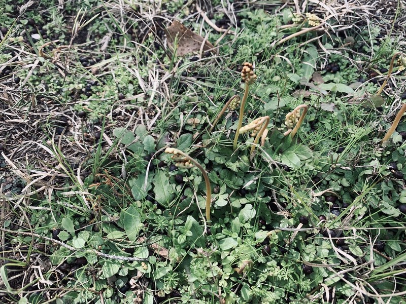 Winter Grapefern photo 2