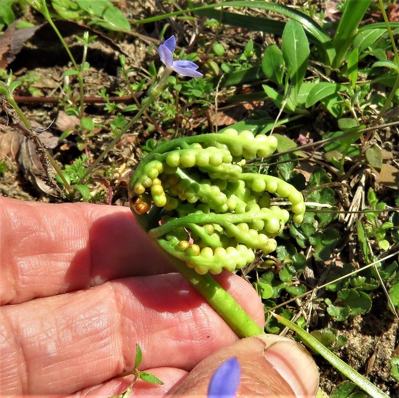 Winter Grapefern photo 3