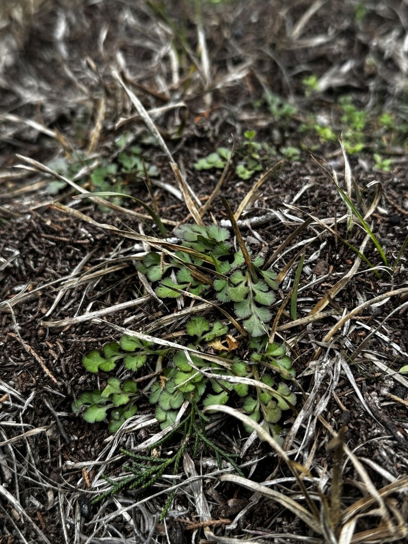 Winter Grapefern photo 4
