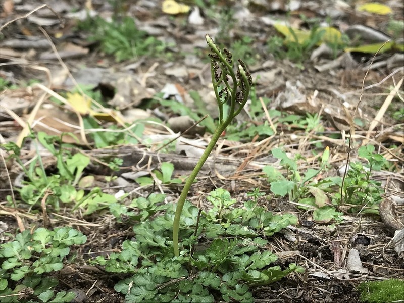 Winter Grapefern photo 5