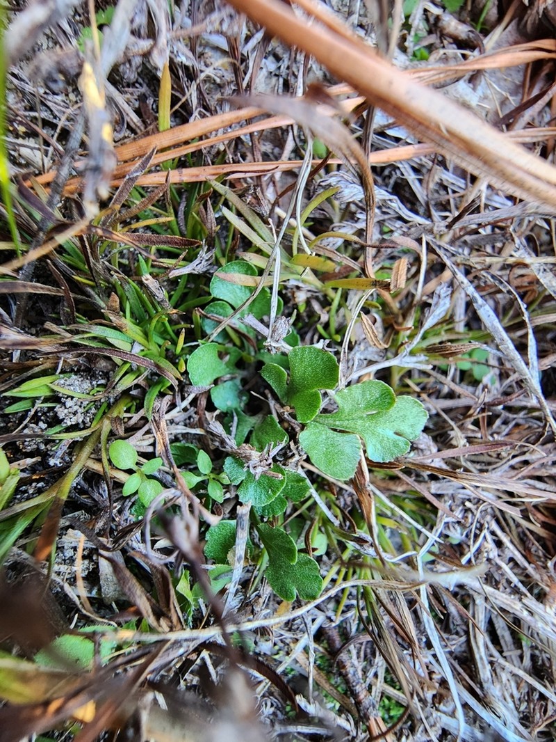 Winter Grapefern photo 6
