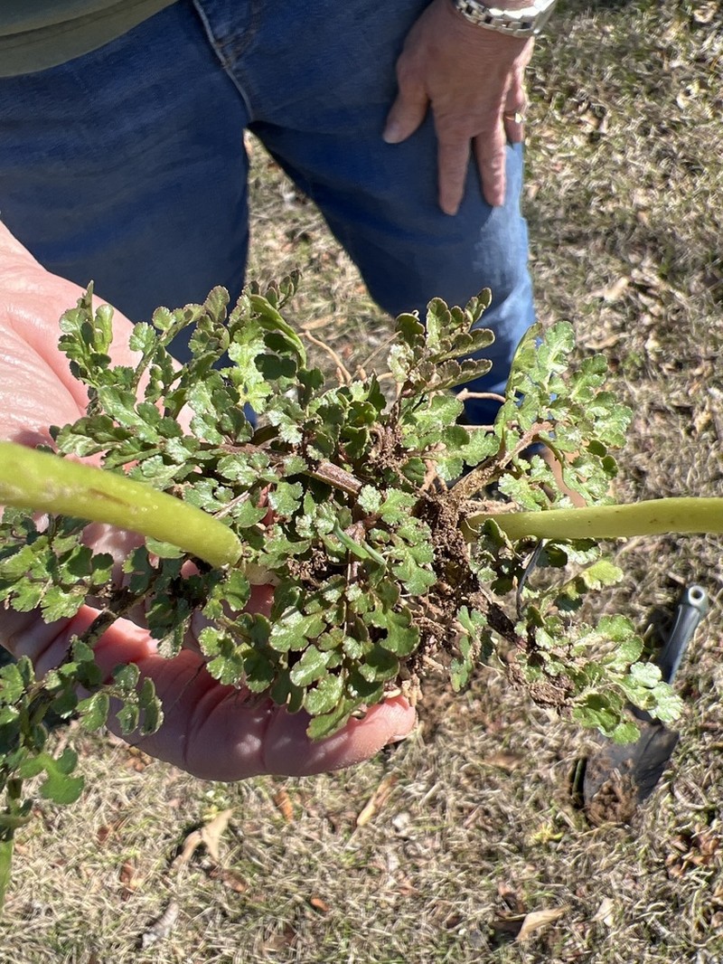 Winter Grapefern photo 7