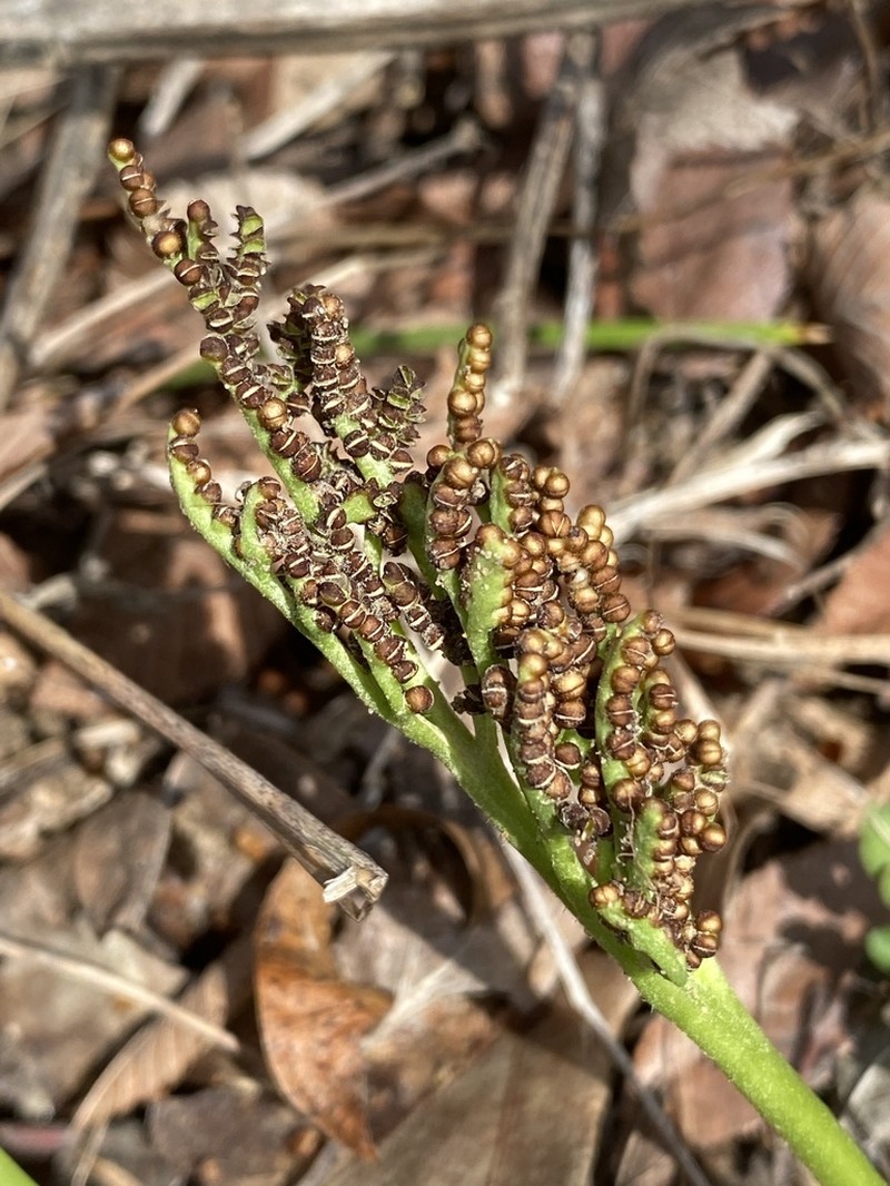 Winter Grapefern photo 8