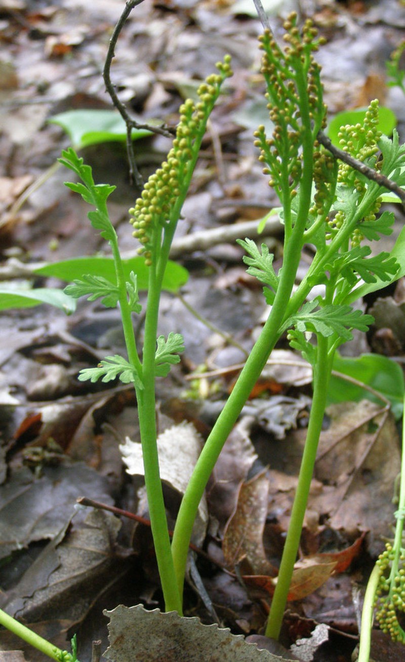 Matricary Grapefern photo 2