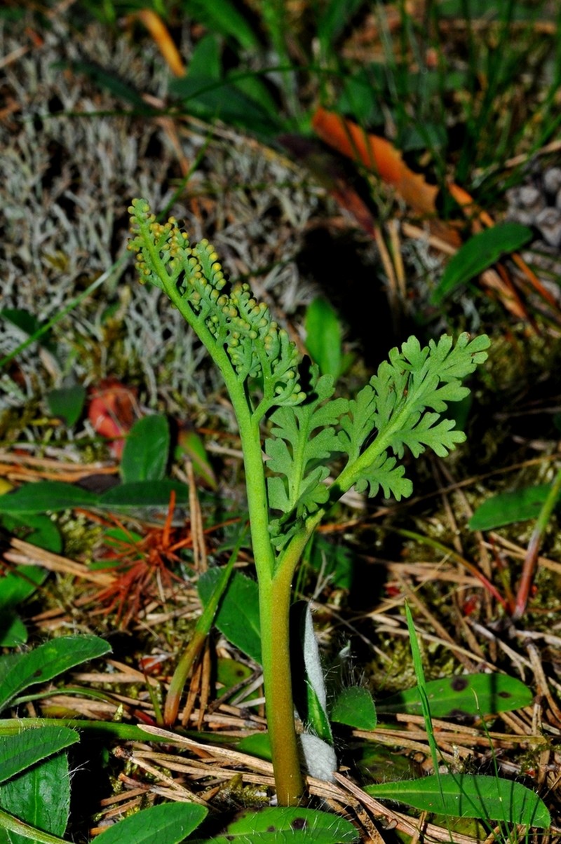 Matricary Grapefern photo 3