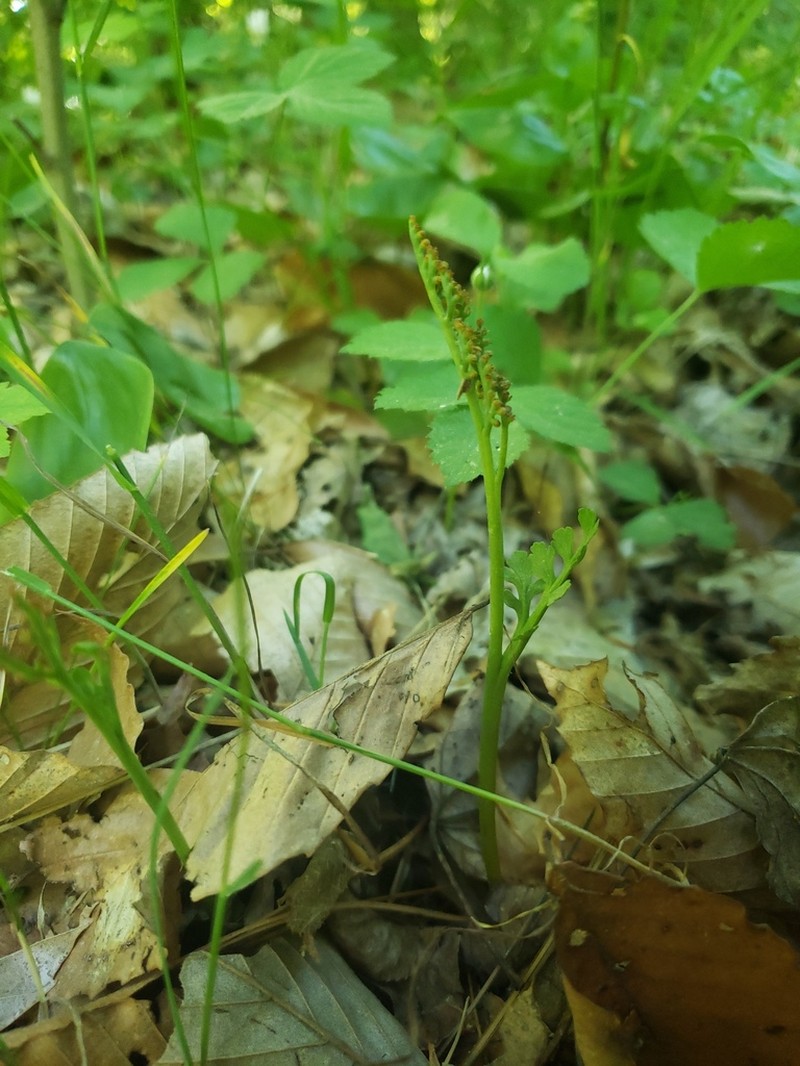Matricary Grapefern photo 4
