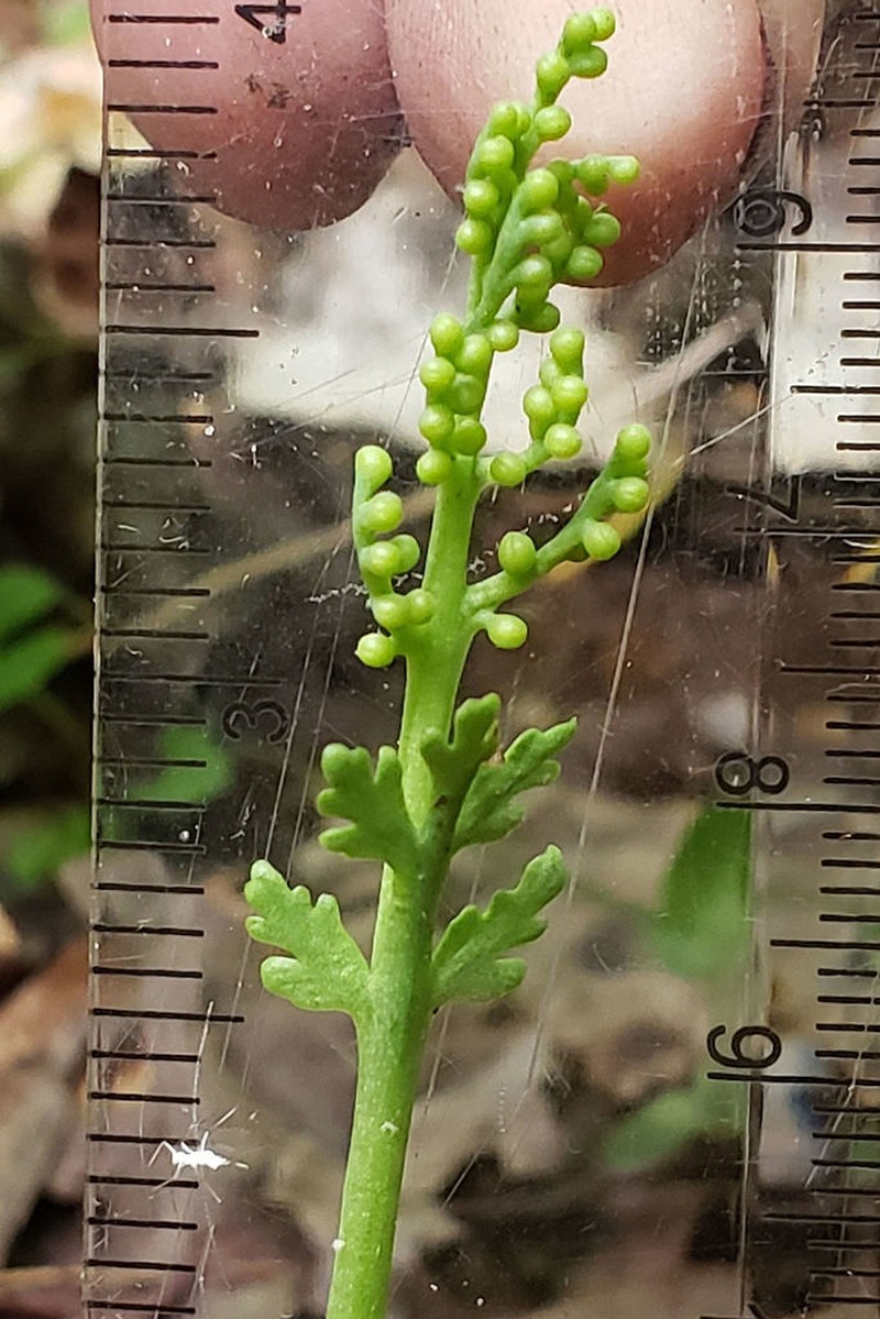Matricary Grapefern photo 5