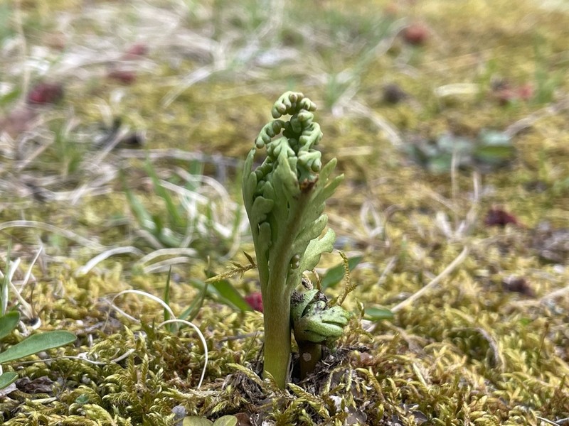 Matricary Grapefern photo 6