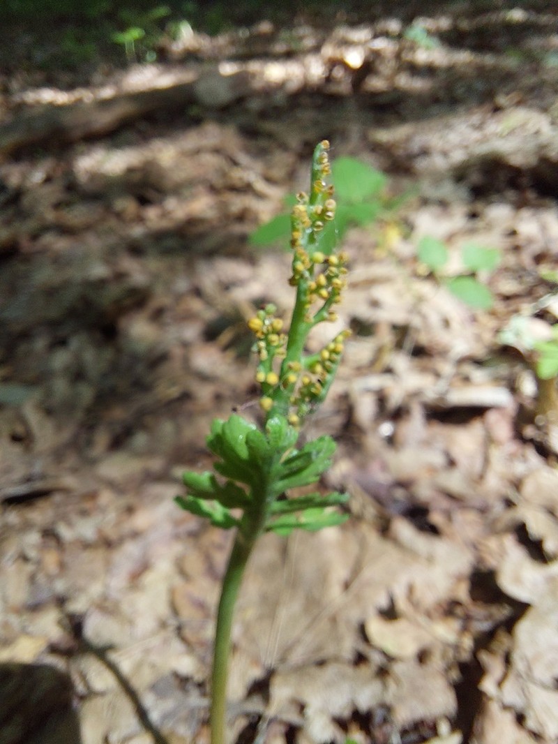 Matricary Grapefern photo 7
