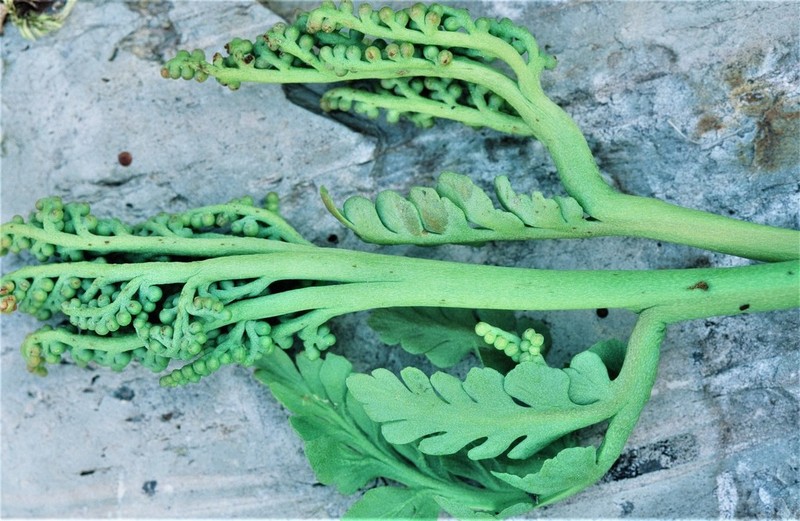 Botrychium michiganense