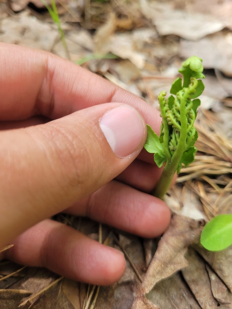 Botrychium michiganense photo 2