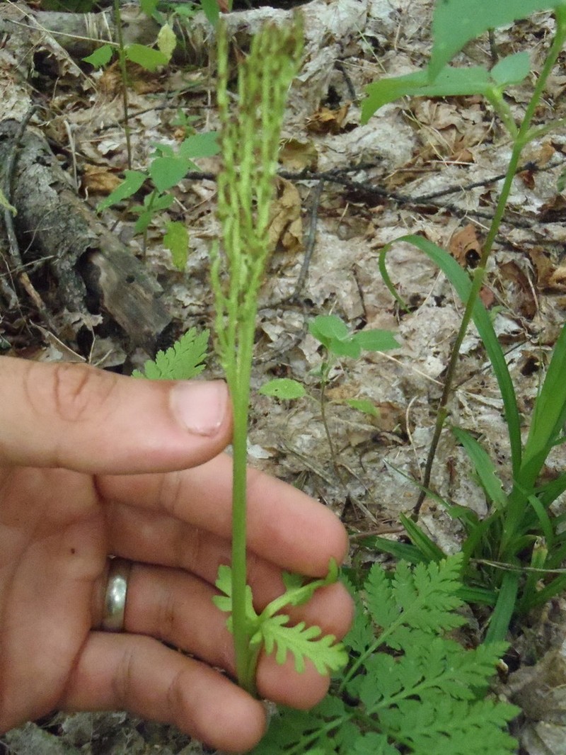 Botrychium michiganense photo 3
