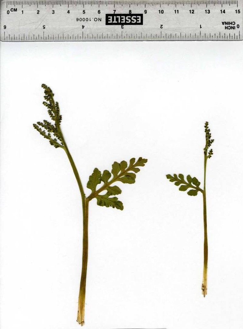 Botrychium michiganense photo 4