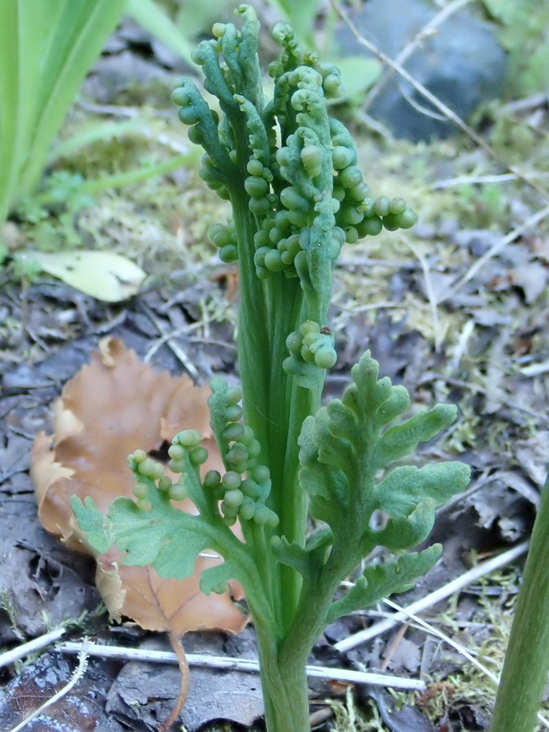 Botrychium michiganense photo 5