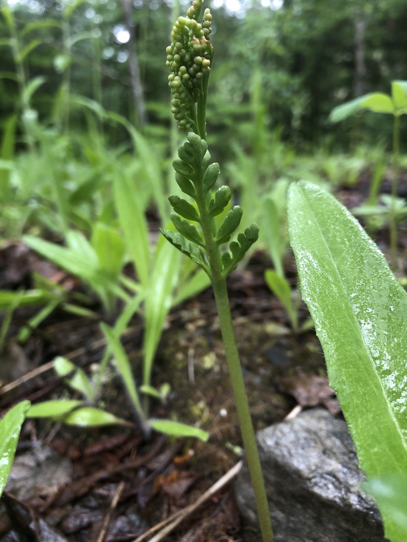 Botrychium michiganense photo 6