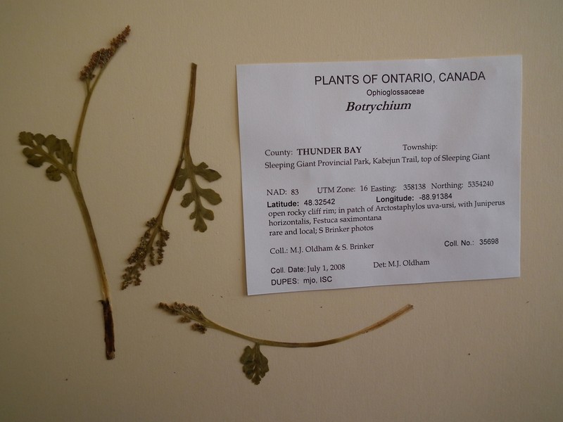 Botrychium michiganense photo 7