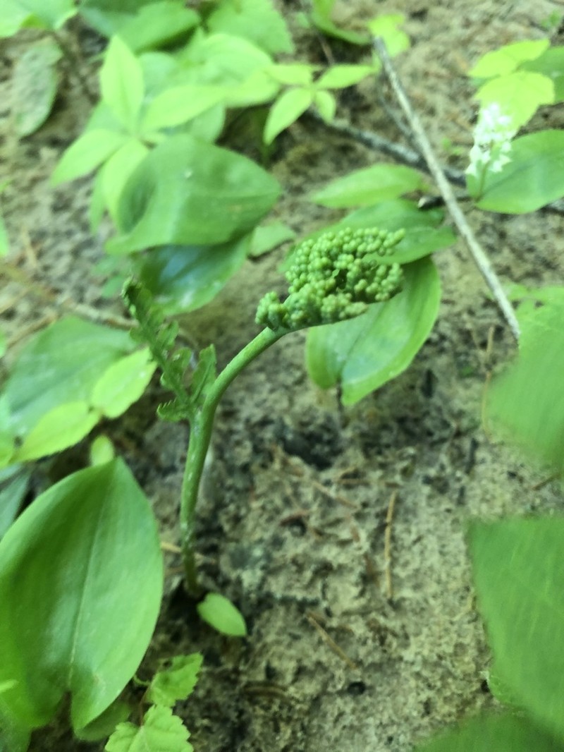 Botrychium michiganense photo 8