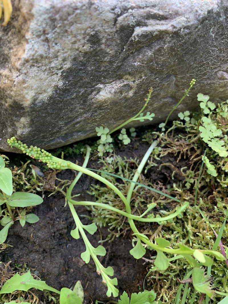 Mingan Moonwort photo 2