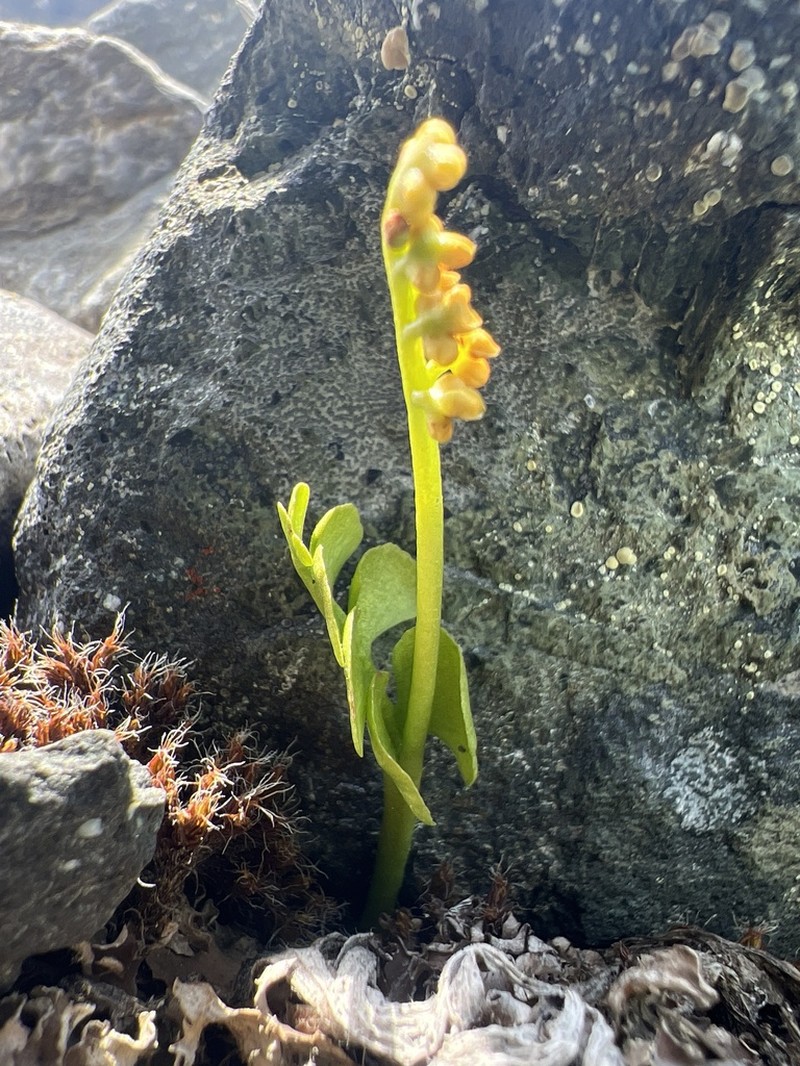 Mingan Moonwort photo 3
